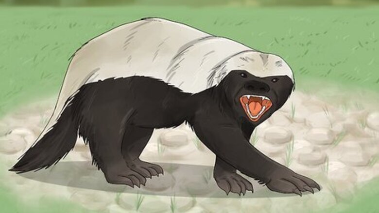 The 15 Most Aggressive Animals on Earth (& What Makes Them Dangerous)