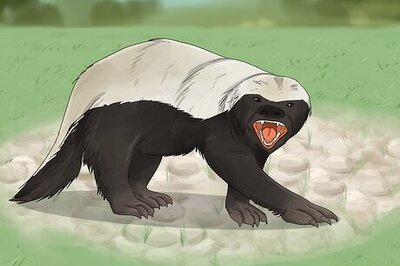 The 15 Most Aggressive Animals on Earth (& What Makes Them Dangerous)