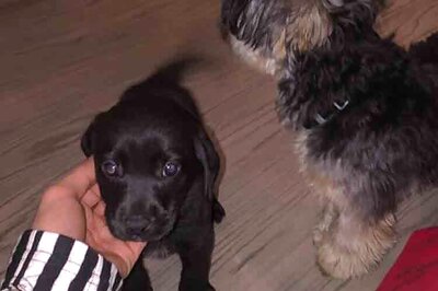 Justin Bieber introduces his new puppy Phil using social media