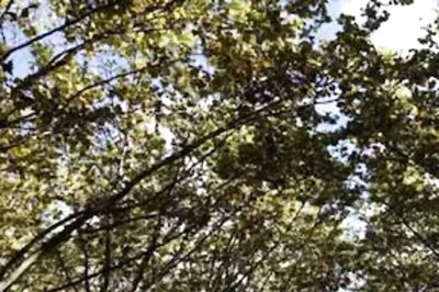 Five Northeast States Have Highest Percentage of Forest Cover in India: Govt Data