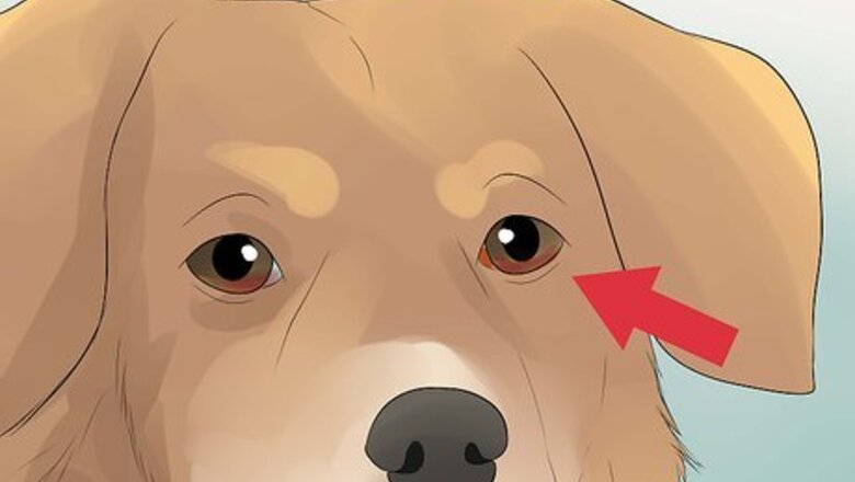 How to Diagnose Conjunctivitis in Dogs