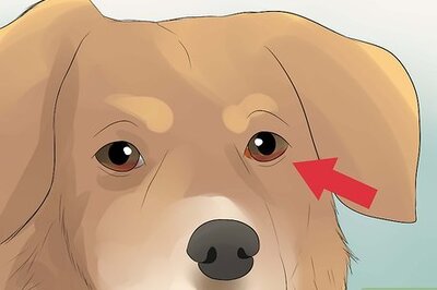 How to Diagnose Conjunctivitis in Dogs