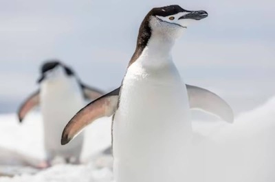 Why Chinstrap Penguins Take Roughly 10,000 Naps Every Day For Survival