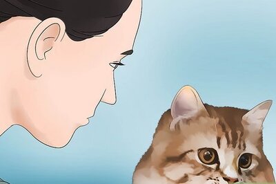 The Best Way to Clean Your Cat's Ears: A Simple Guide