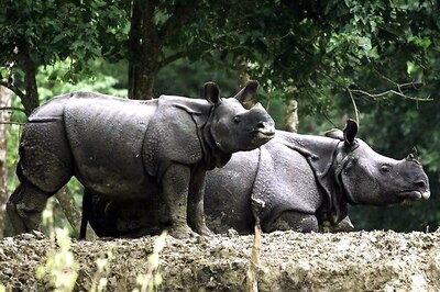 Poachers Kill Adult Female Rhino In Kaziranga