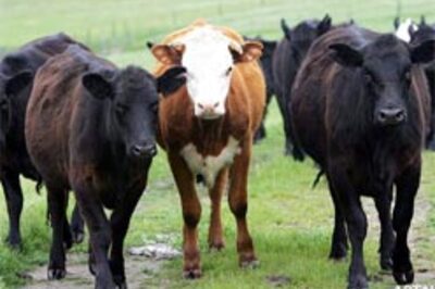 Gene-engineered cows resist disease