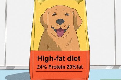 Pancreatitis in Dogs: Symptoms, Treatments, & More