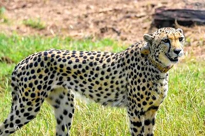 Kuno on Alert after Cheetah Falls Prey to 'Mystery' Death, Initial Report Suggests Cardiopulmonary Failure