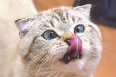 On Valentine's Day, This Animal Rescue Organisation Lets You Name A Cat After Your Ex