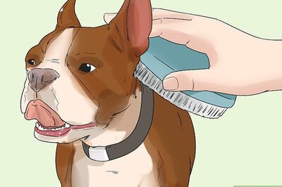 How to Get a Dog Ready for a Special Occasion