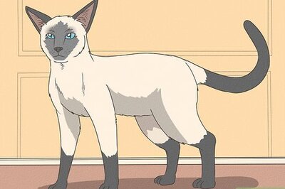 How to Identify a Siamese Cat