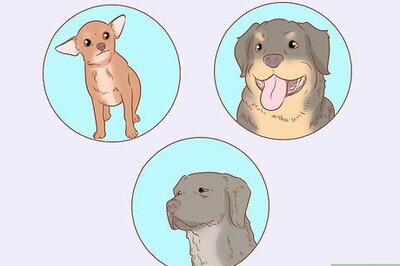How to Start an Animal Shelter
