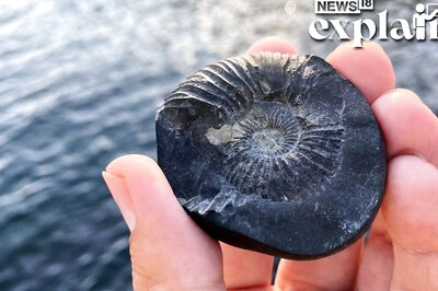 Shaligrams Reach Ayodhya for Ram Temple: Why are These Fossil Stones So Special?