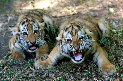 End Breeding of Tigers For Commercial Purposes: NGOs