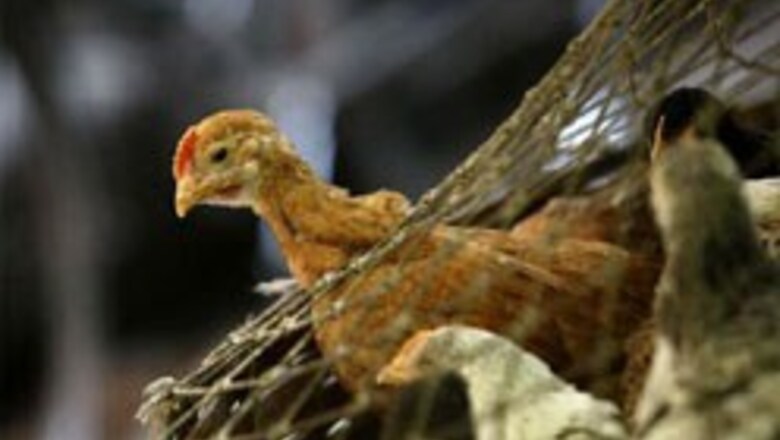 Malda: Tests prove new bird flu cases in West Bengal