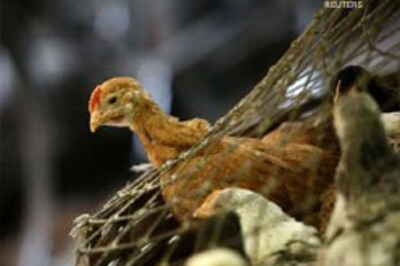 Malda: Tests prove new bird flu cases in West Bengal