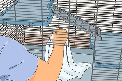 How to Take Care of a Paralyzed Rat