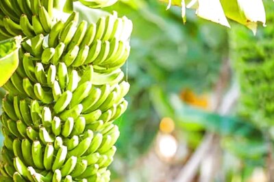 This Elderly Woman’s Natural Process Of Ripening Bananas Will Amaze You
