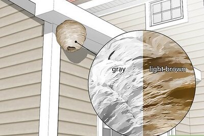 10+ Safe and Easy Steps to Get Rid of Wasp Nests in Your Roof