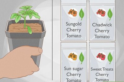 How to Grow Cherry Tomatoes