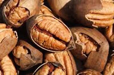 US Senators Seek Reduction on India's 'High Tariff' on Pecans