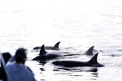Expert Decodes Why Killer Whales Are Attacking Boats Off The Coast