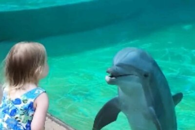 'Aqua Girl's' Interaction With Dolphin Is The Cutest Thing On Internet -- Watch
