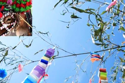In Telangana’s Adilabad, Bulls Are Decorated And Offered Prayers On Polala Amavasya