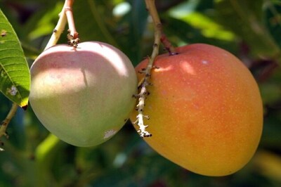 Good news for mango lovers, coming soon a seedless variety of 'Aam'