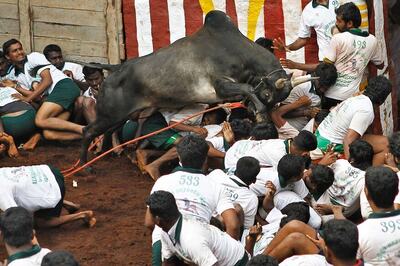 Jallikattu: Protest Across TN; Bulls Kept Under Police Security
