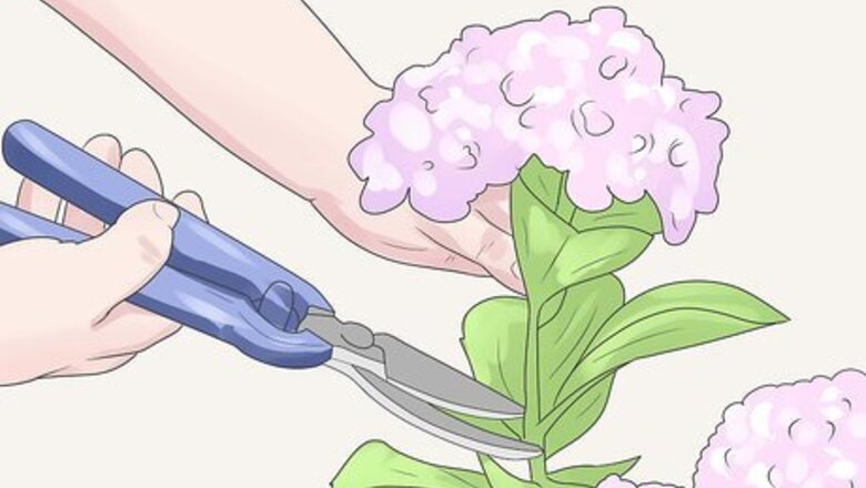 How to Care for Geraniums in Winter