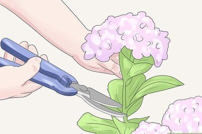 How to Care for Geraniums in Winter