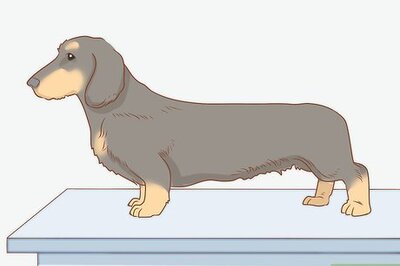 How to Groom a Wirehaired Dachshund