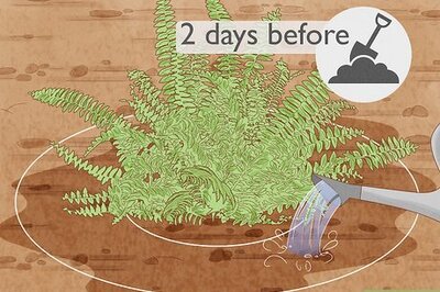 How to Divide Ferns
