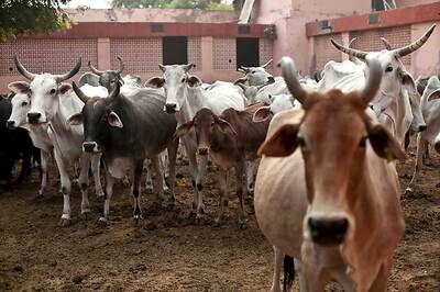 Over 2.5 Lakh Cows and Buffaloes Get Aadhaar-like IDs in Madhya Pradesh