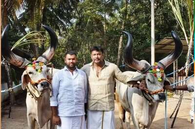 South Star Darshan Rings In Sankranti With Festivities At Mysore Farmhouse