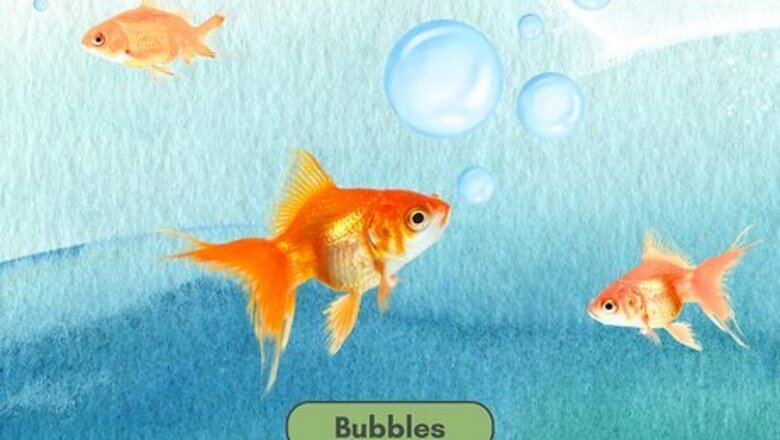 320+ of the Best Funny, Clever & Cool Fish Names
