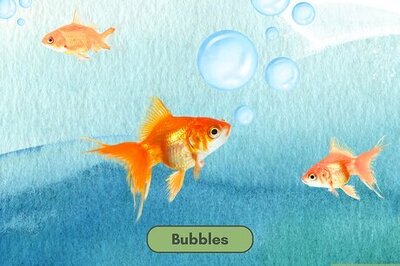 320+ of the Best Funny, Clever & Cool Fish Names