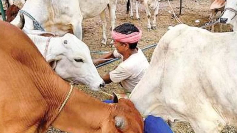 Rajasthan Worst Hit by Lumpy Skin Disease in Cattle as 11 Districts Report Surge in Cases