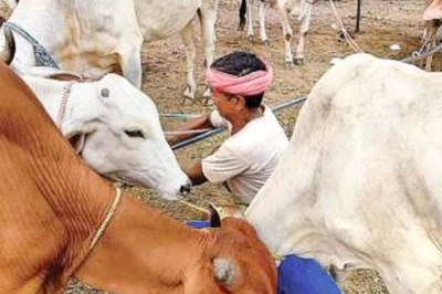 Rajasthan Worst Hit by Lumpy Skin Disease in Cattle as 11 Districts Report Surge in Cases