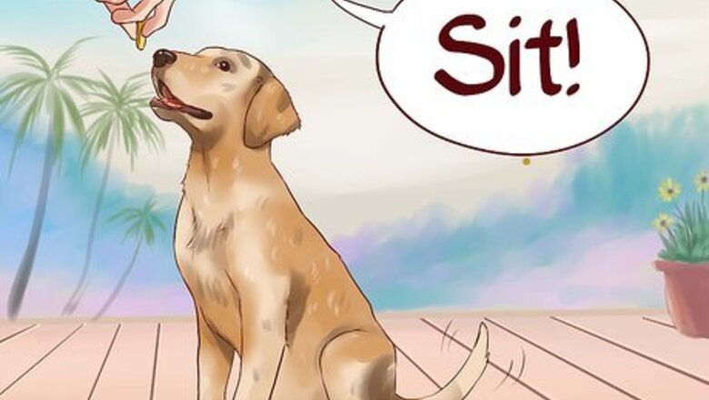 How to Teach Your Dog Basic Commands