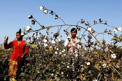 Maharashtra Farmers Sow 'Prohibited' HT Cotton to Protest Ban on Genetically Modified Crops