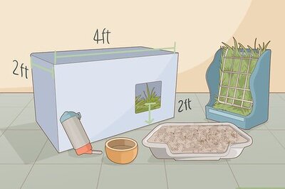 How to Care for Dwarf Rabbits