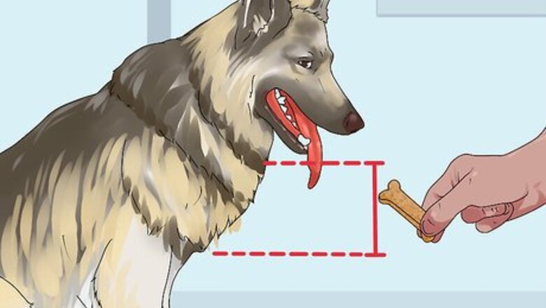 How to Give Your Dog a Treat