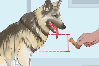 How to Give Your Dog a Treat