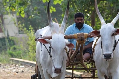 Alarming Spurt of Farmer Suicides in Maharashtra: 1,046 Cases Reported from January 1 to May 31