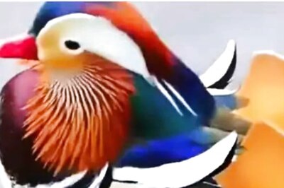 A Rare Sight Of Mandarin Duck Leaves Netizens Awestruck