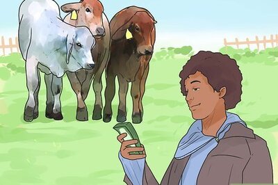 How to Raise Cattle