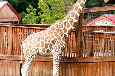 April, The Giraffe That Became An Online Star, Dies