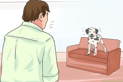 How to Train Dalmatians